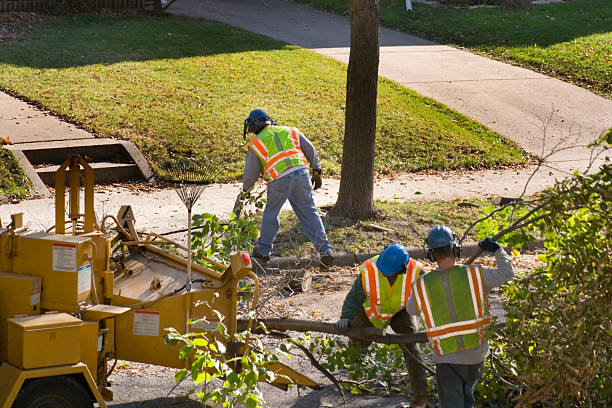 Best Tree Preservation Services  in Tavernier, FL